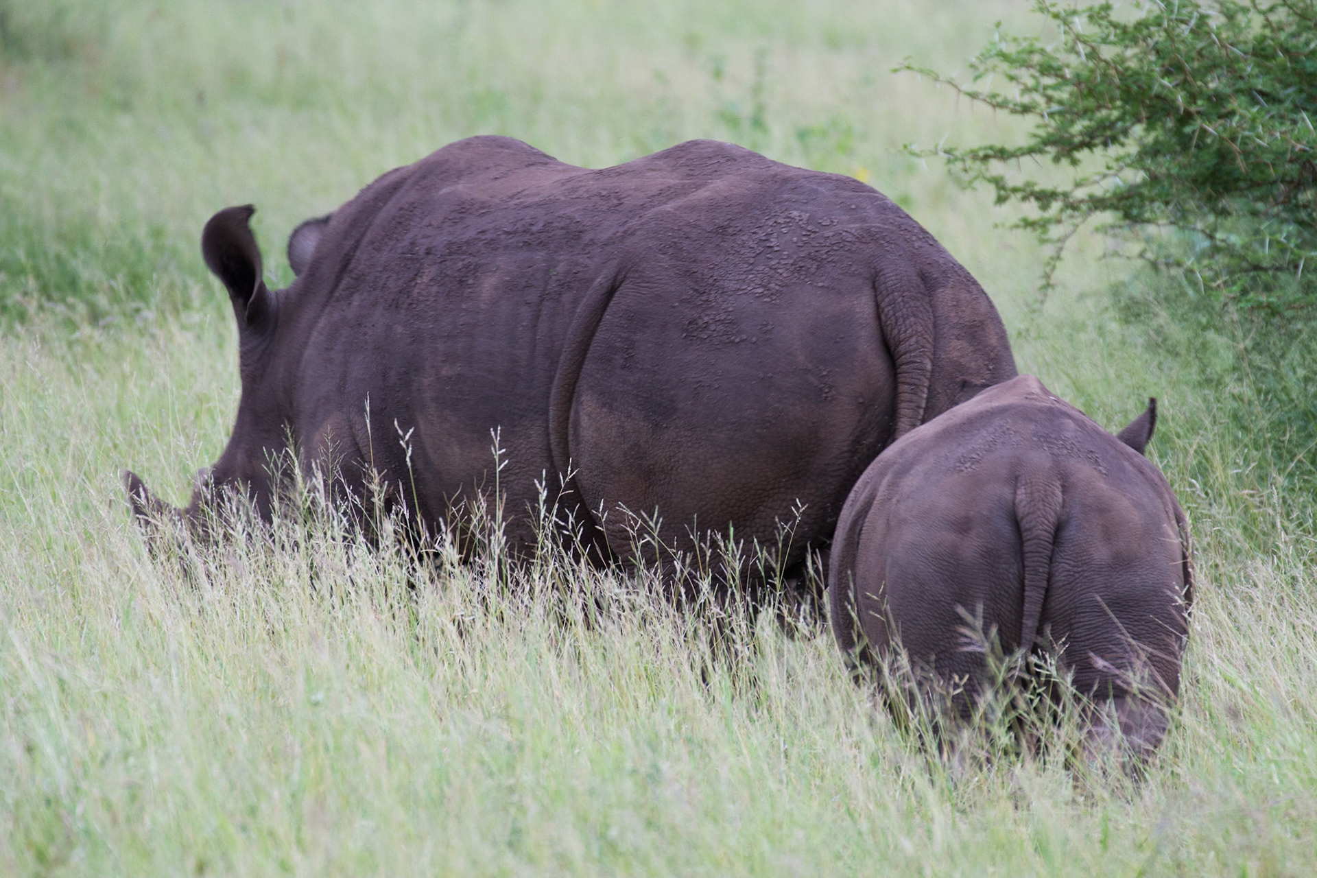 White rhino and calf