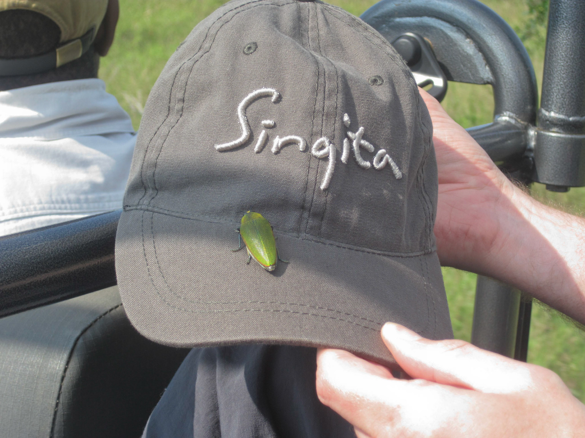 Joel beetle hitching a ride