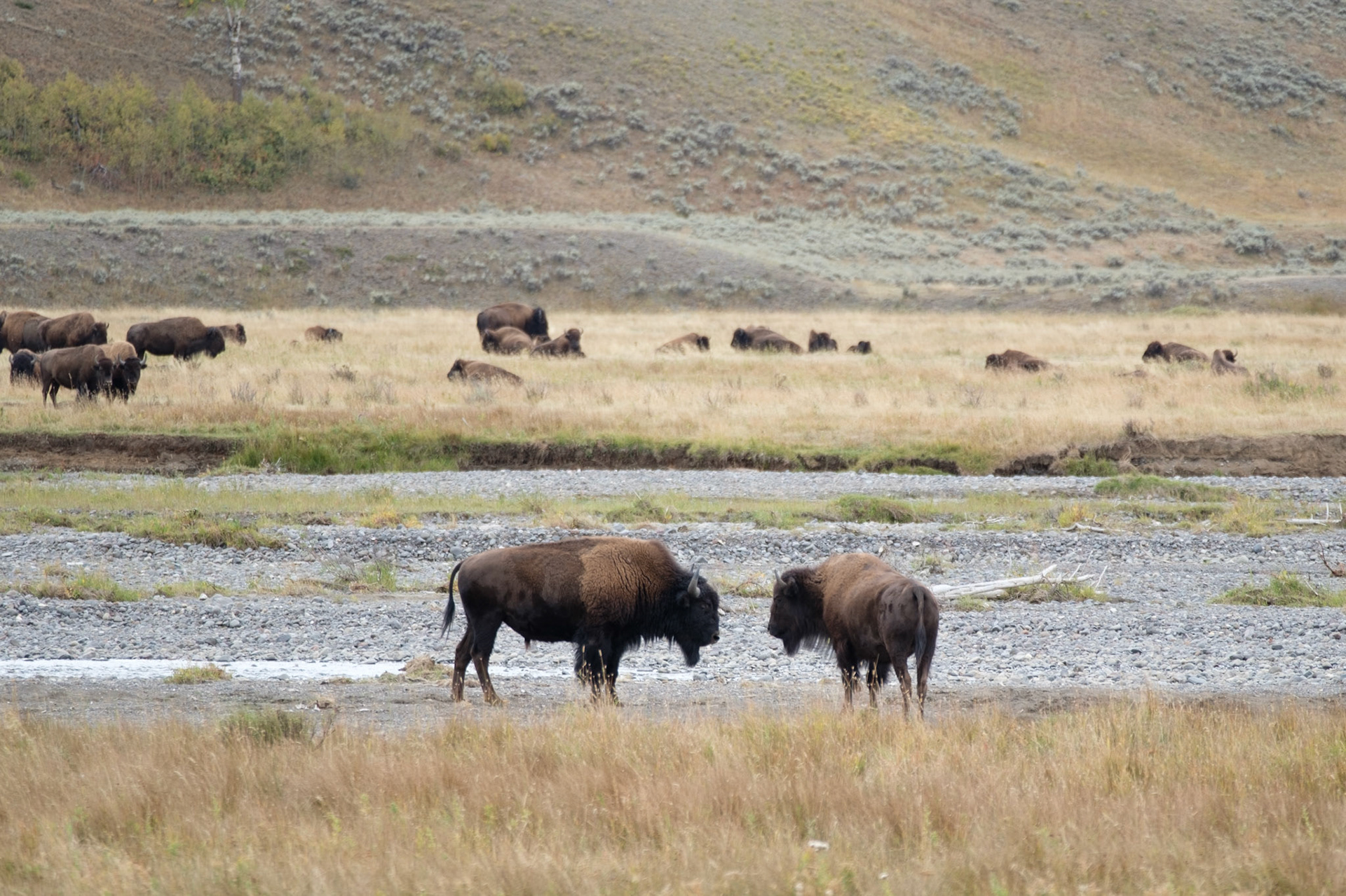 Young bison bulls sparring