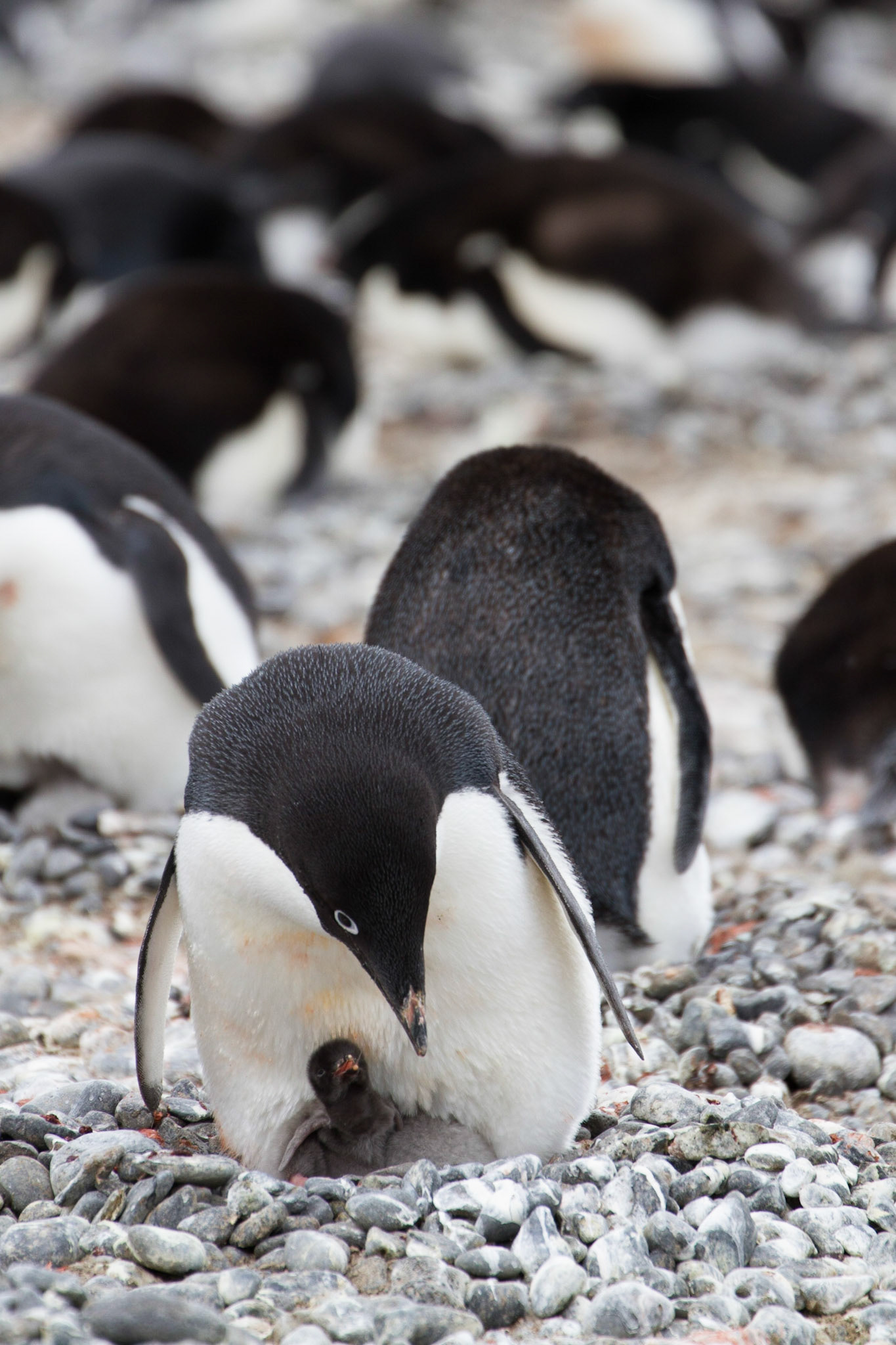 Adelie penguin and chick