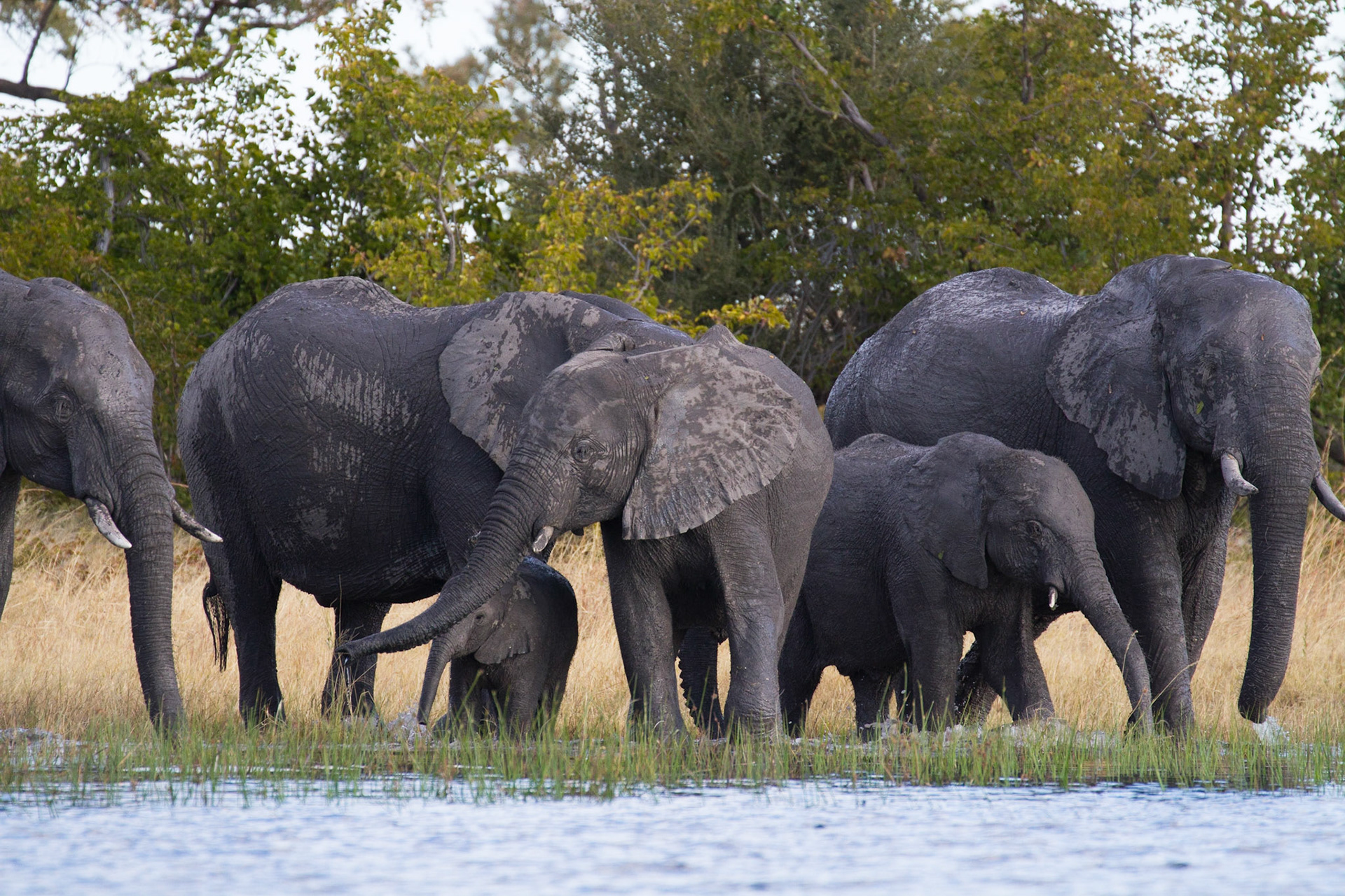 Watching elephants at the river from our canoe