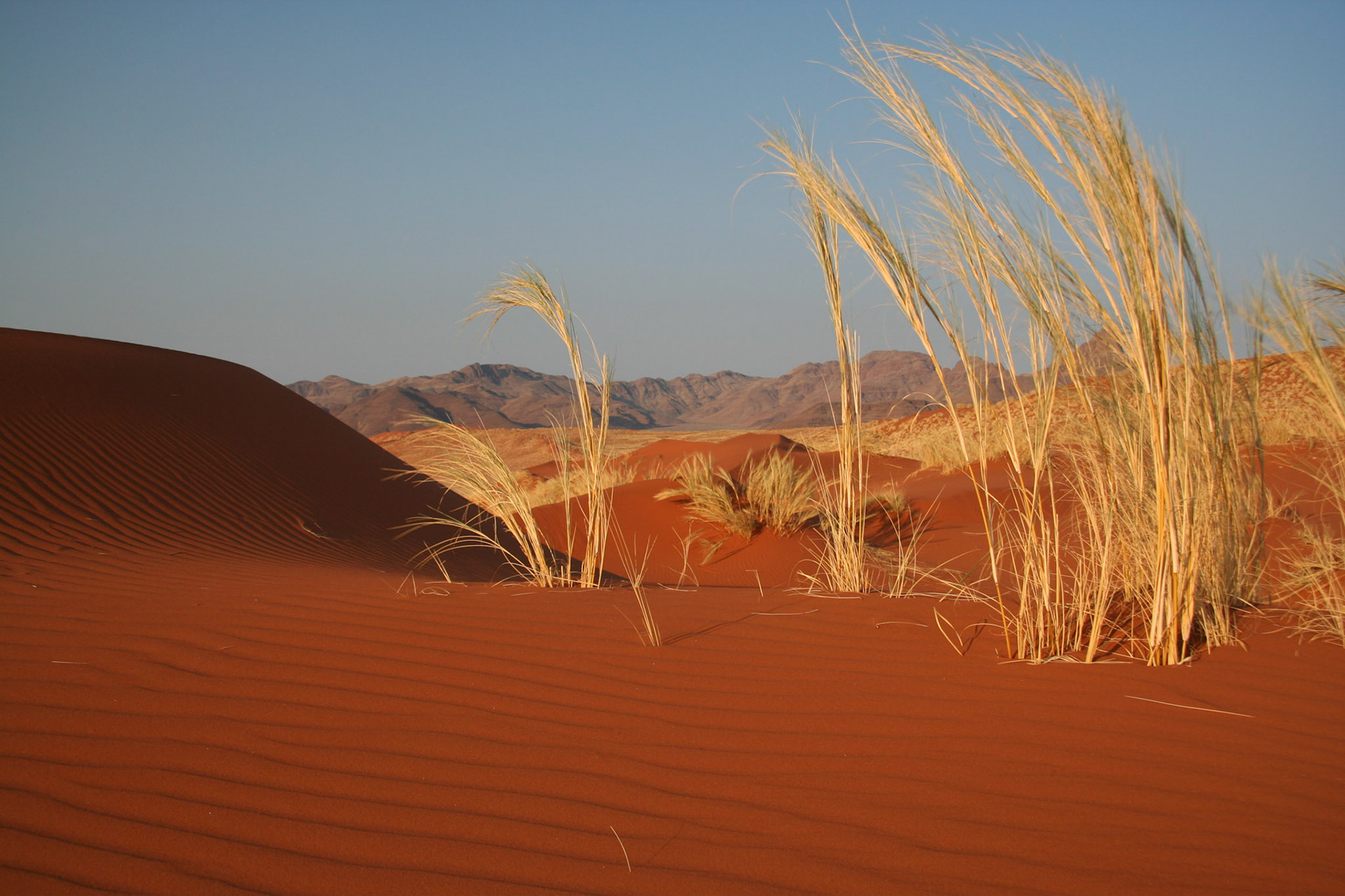 Close up of the dune, Namib Desert