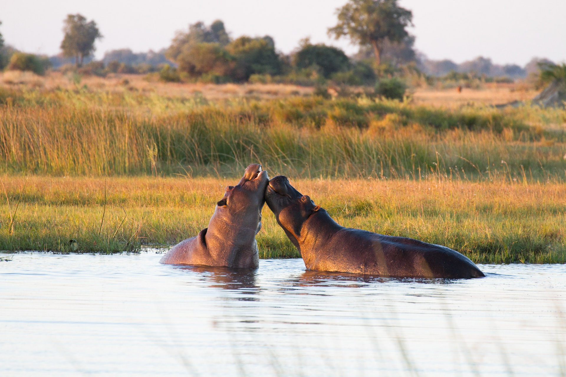 Hippos, Okavango Delta