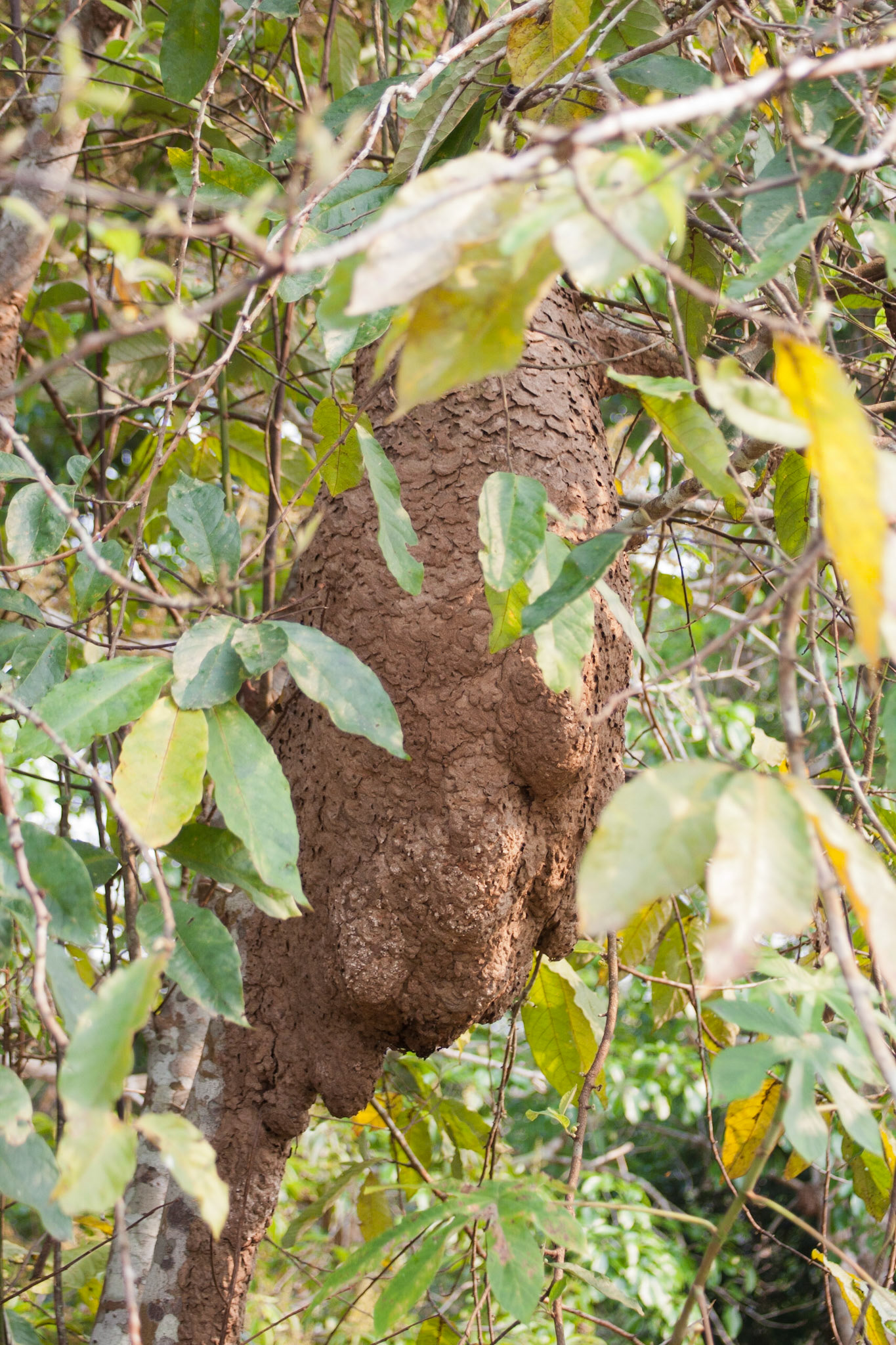 Ant nest