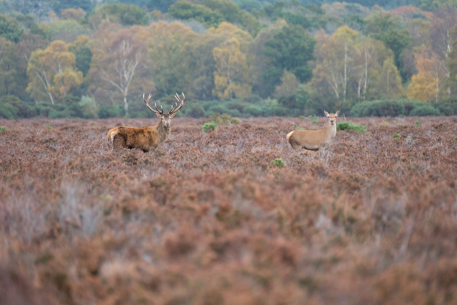 Red deer stag and hind