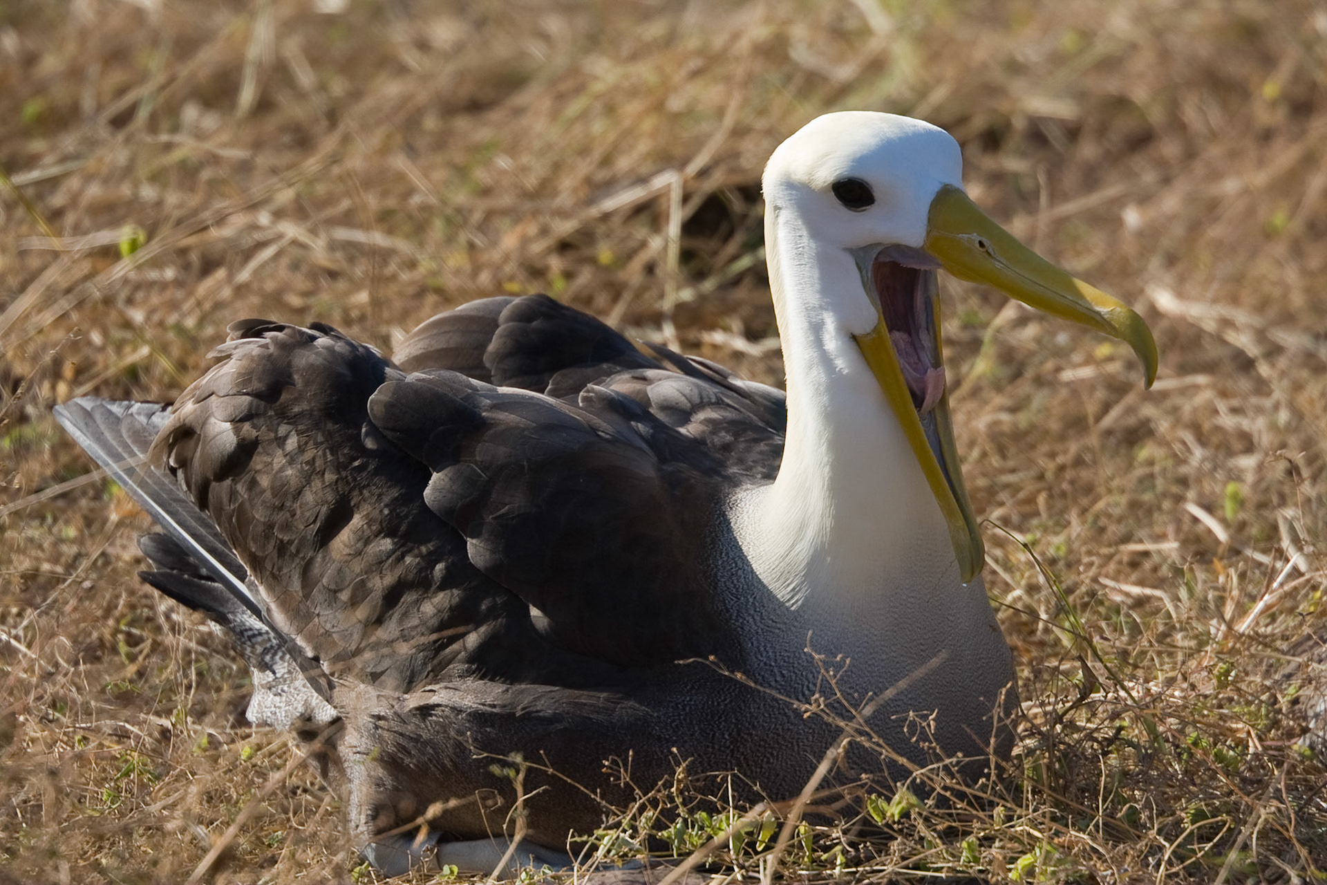 Waved albatross