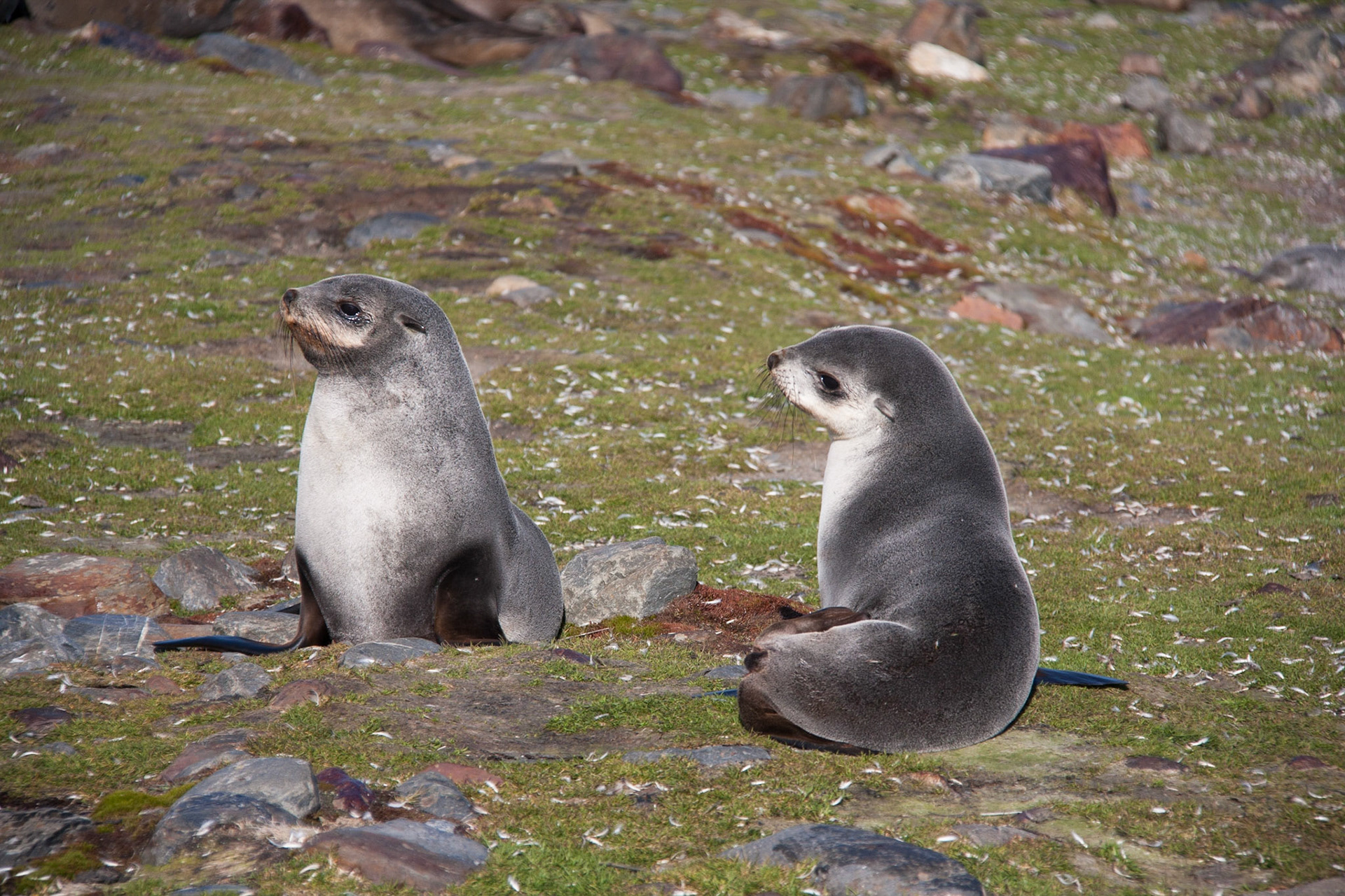 Young fur seals