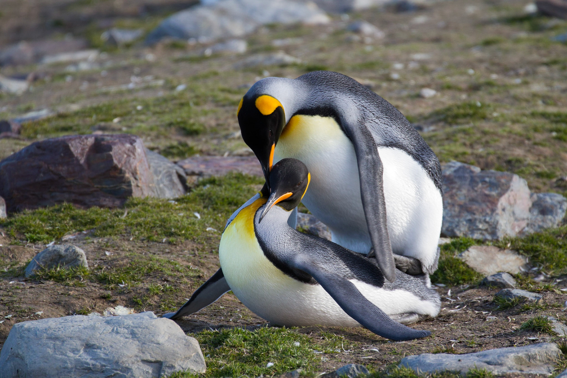 Mating king penguins