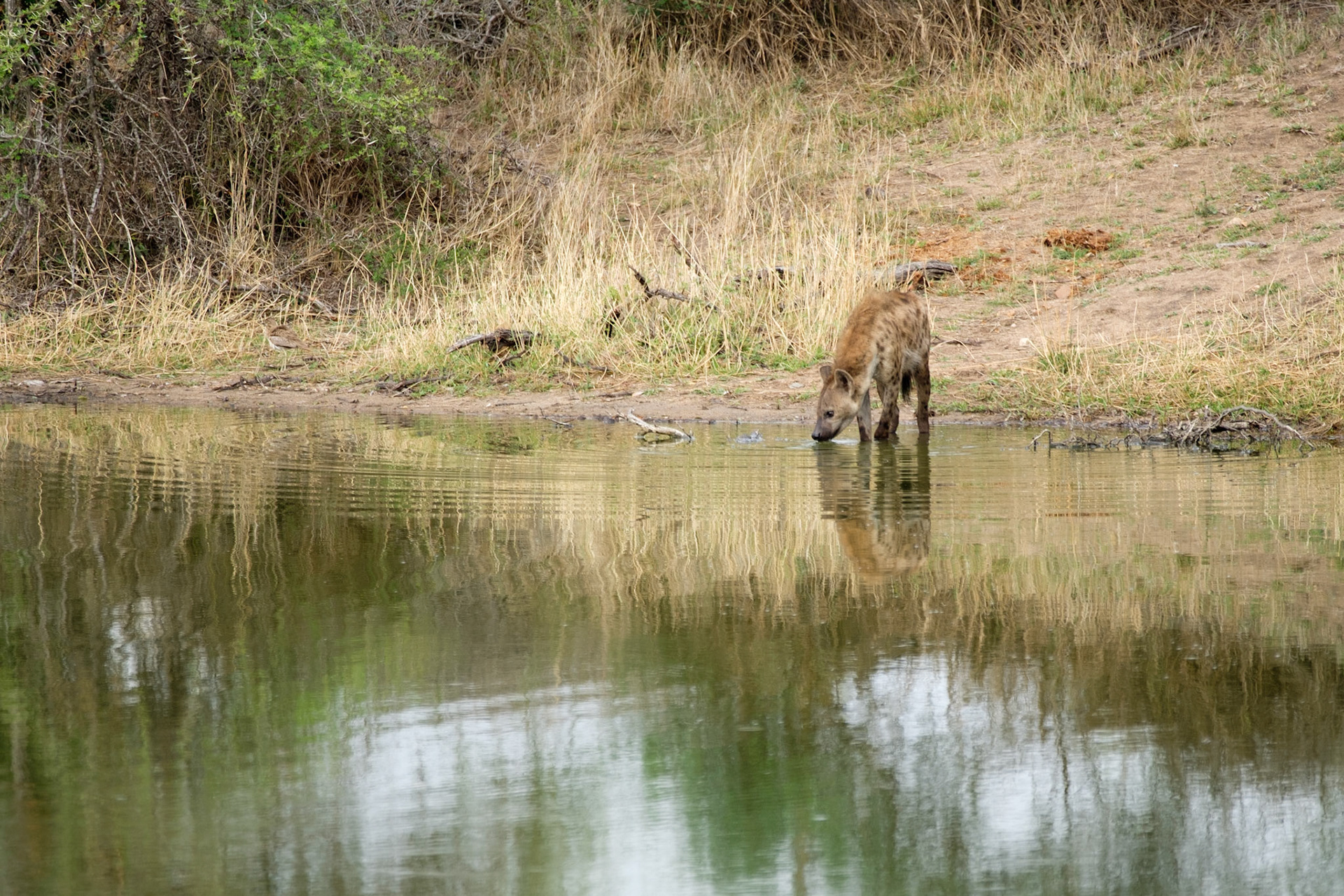 Hyena at a dam