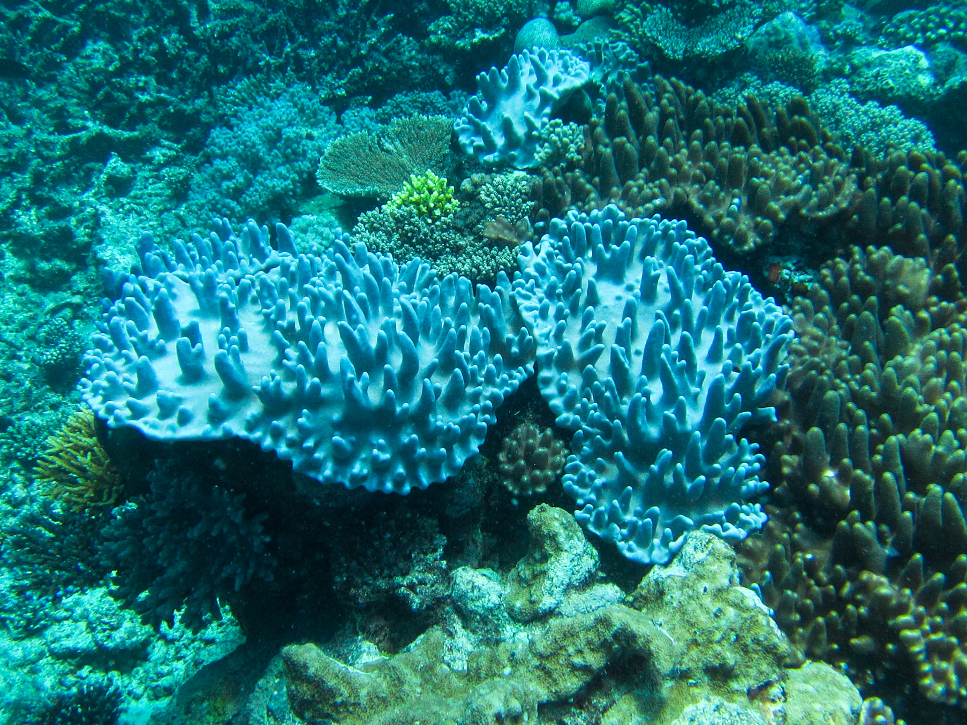 Coral in the Indian Ocean