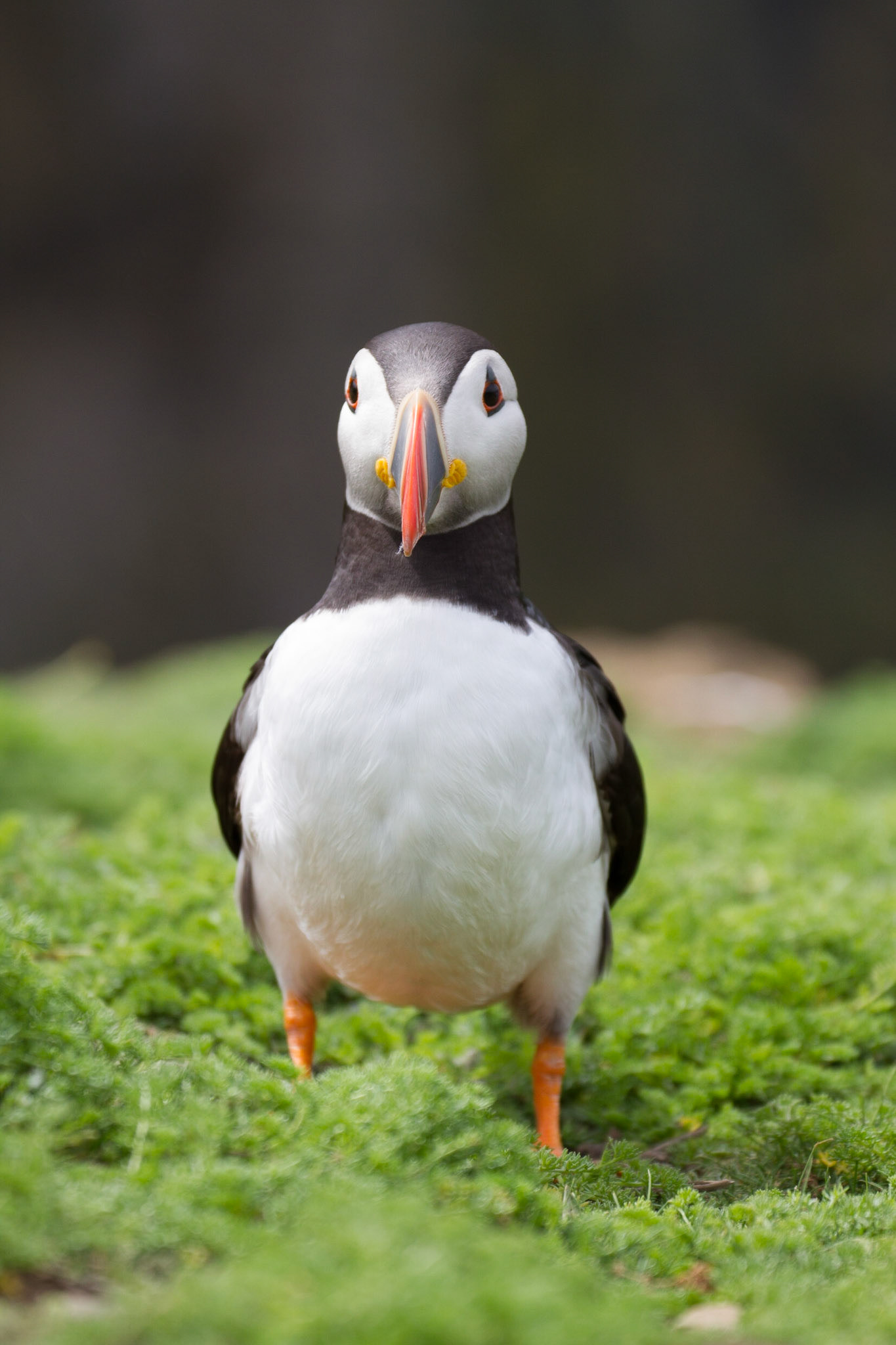Puffin
