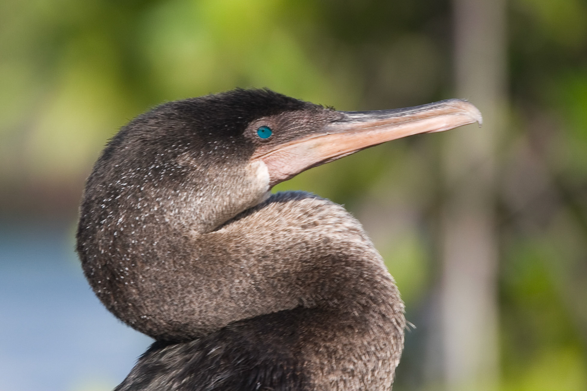 Flightless cormorant