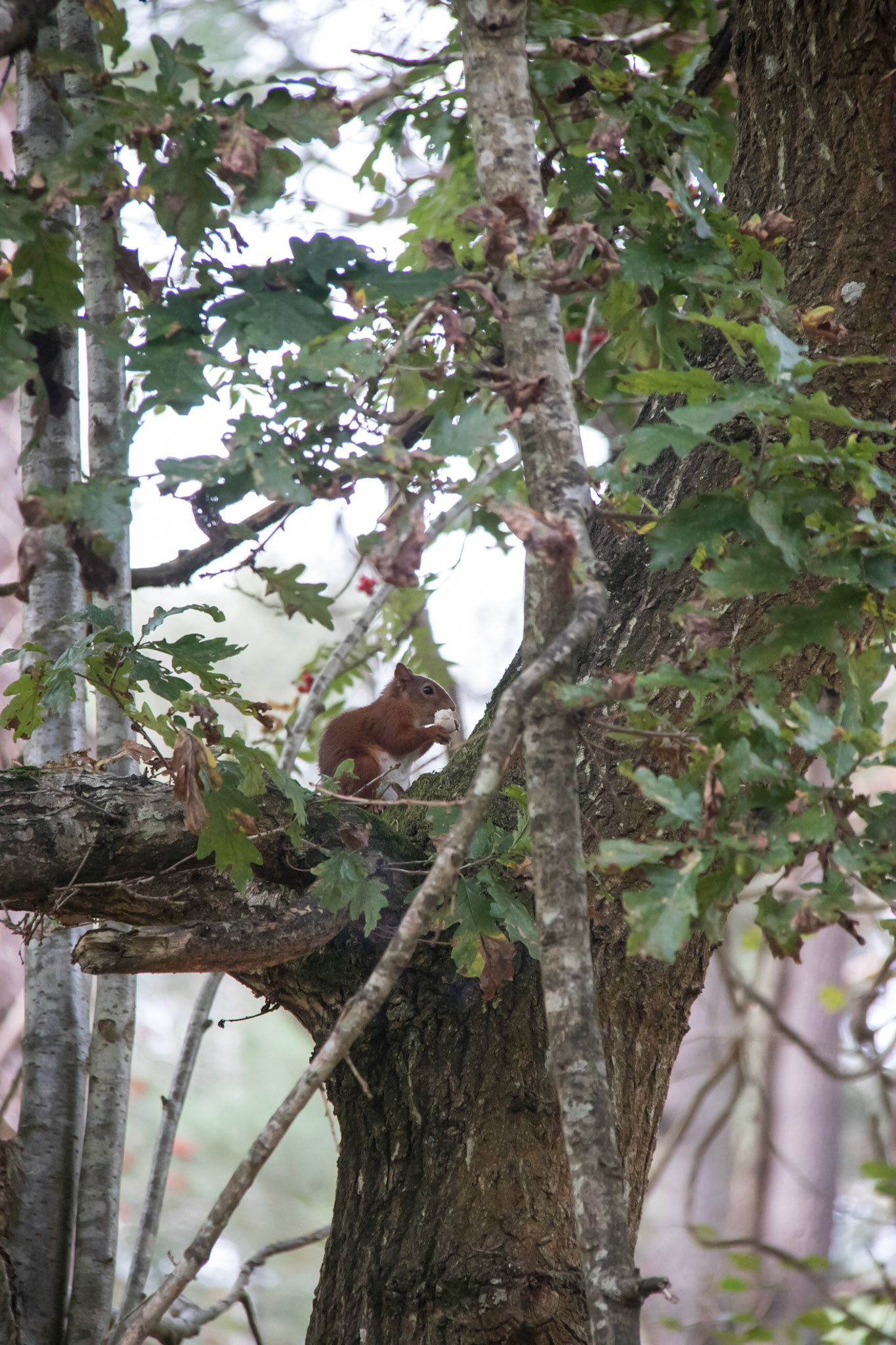 Red squirrel in the trees, Brownsea Island