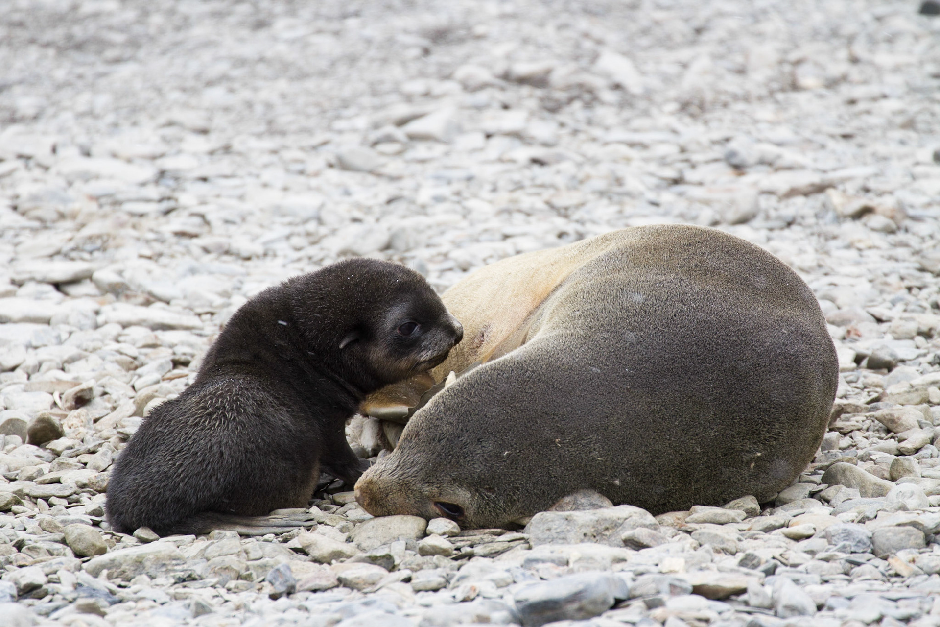 Fur seal and pup