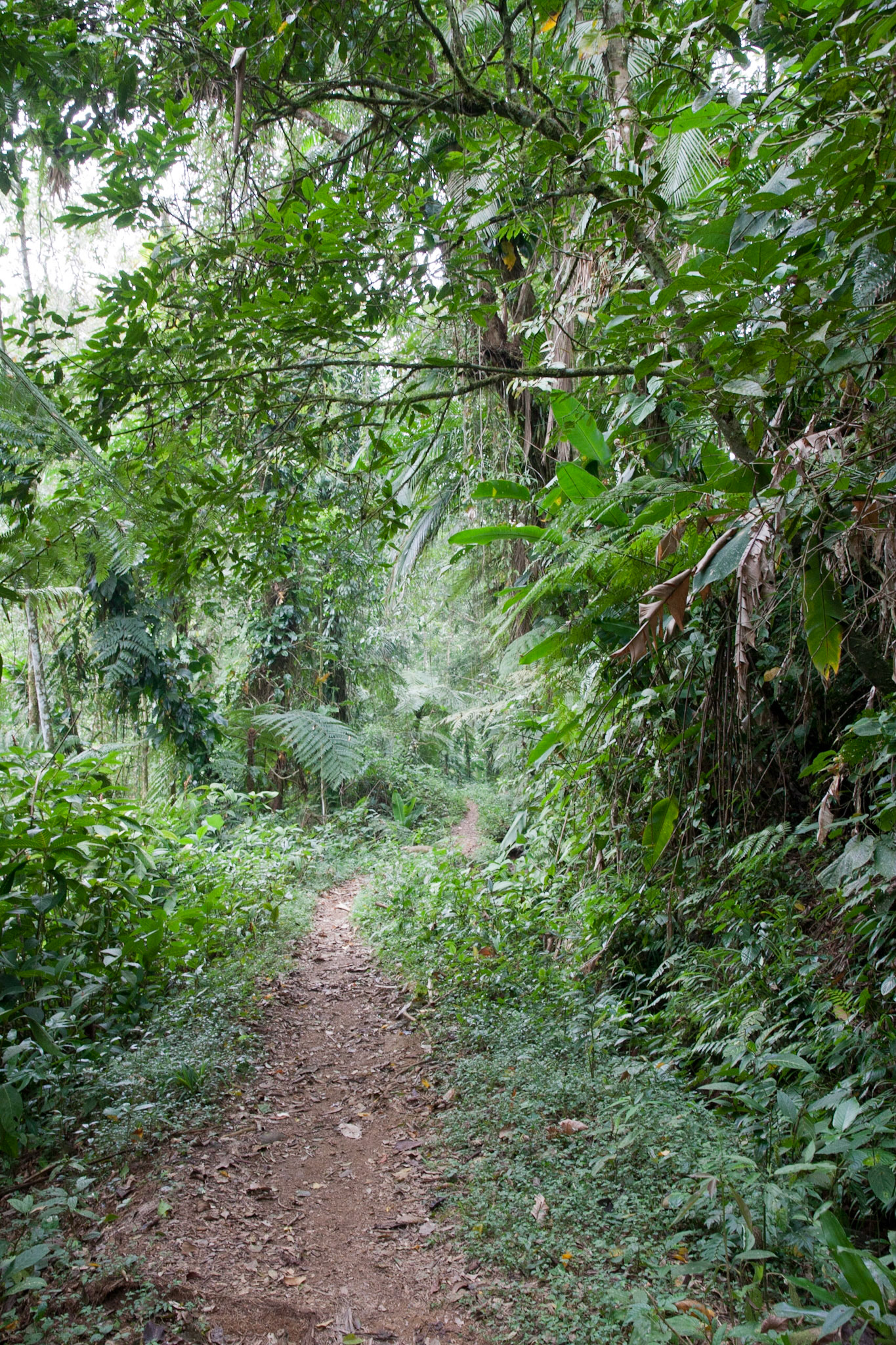 Walking through the Atlantic rainforest
