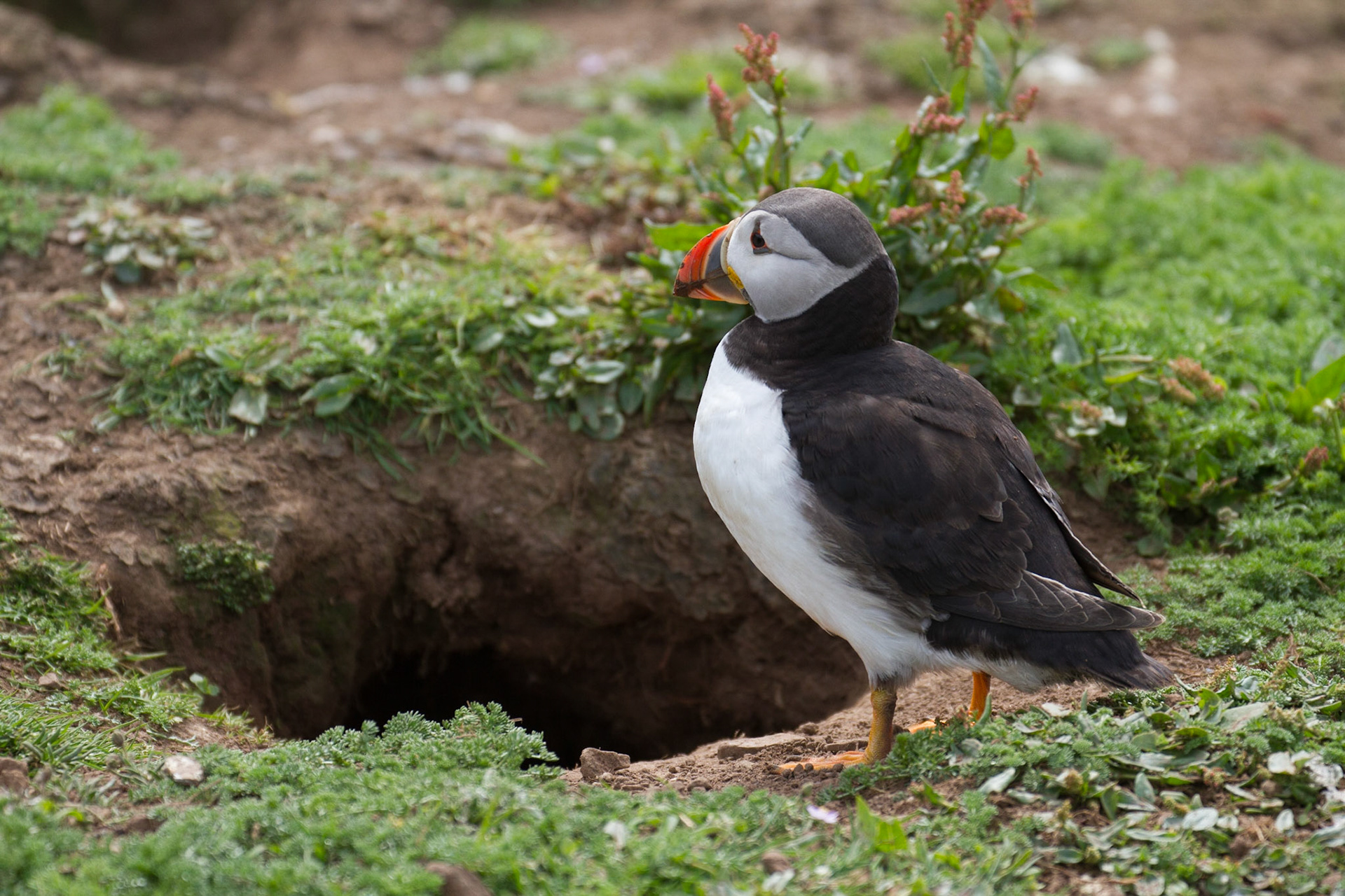 Puffin by its burrow