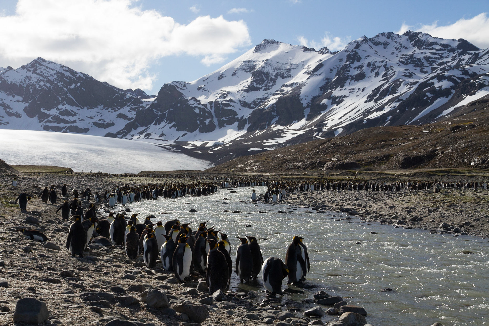 King penguins at St Andrew's Bay