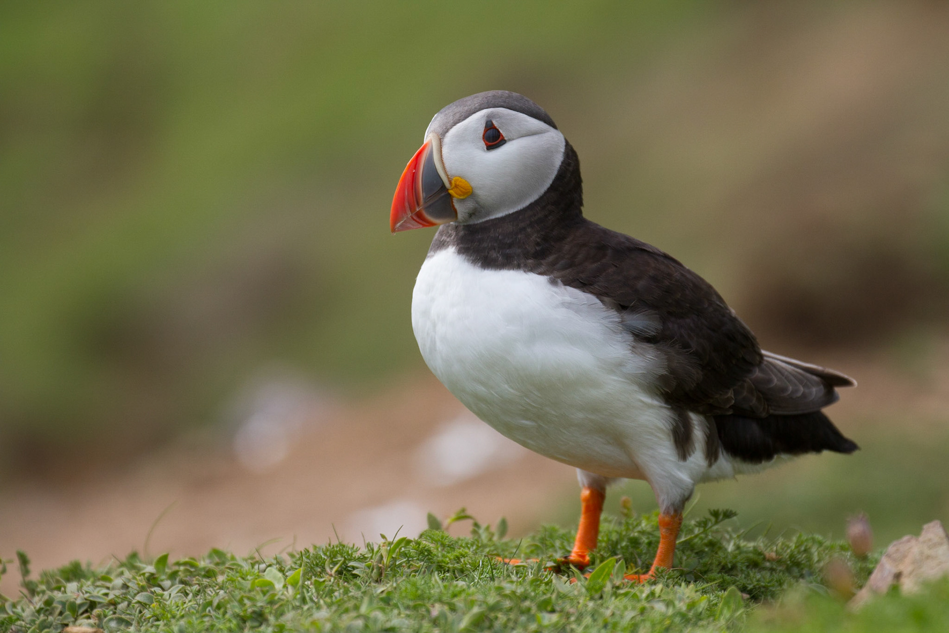Puffin