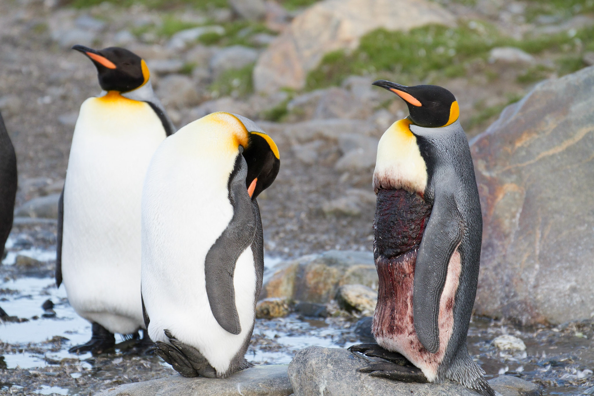 King penguin with injury!