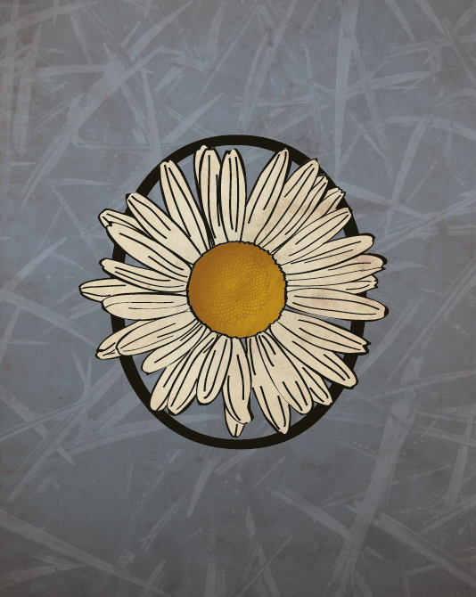 Ox-Eye Daisy