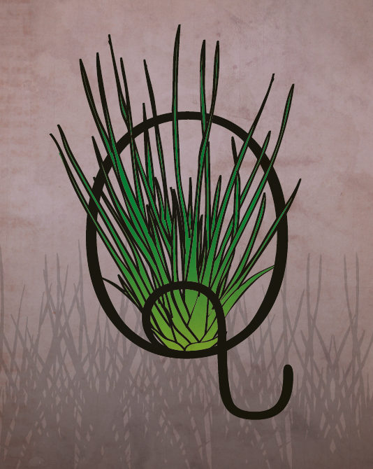 Quillwort