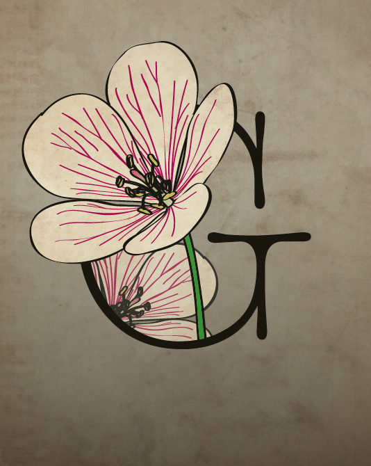 Geranium