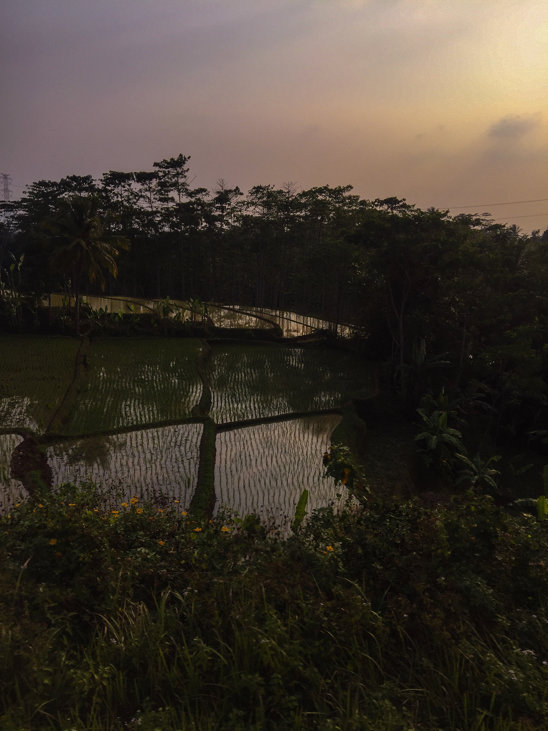 Rice Field