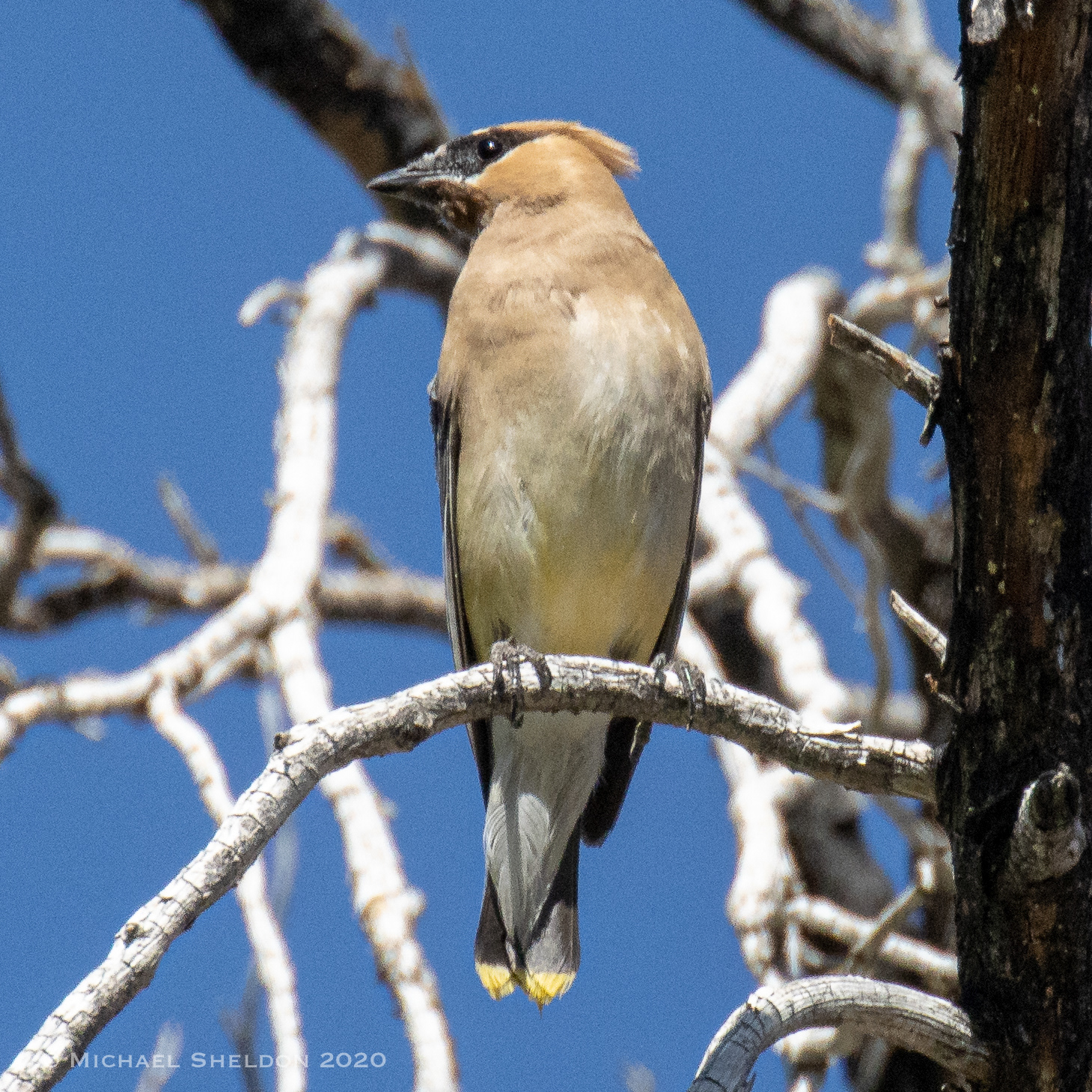 Cedar Waxwing