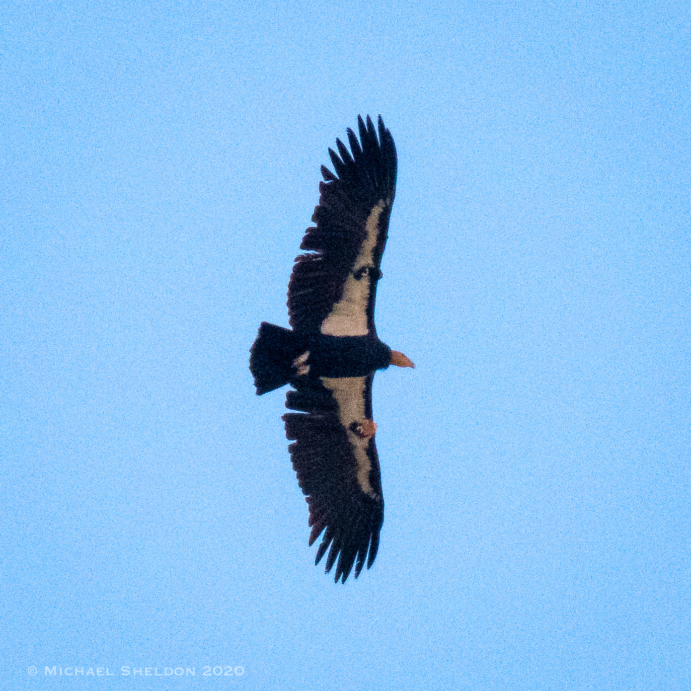 California Condor
