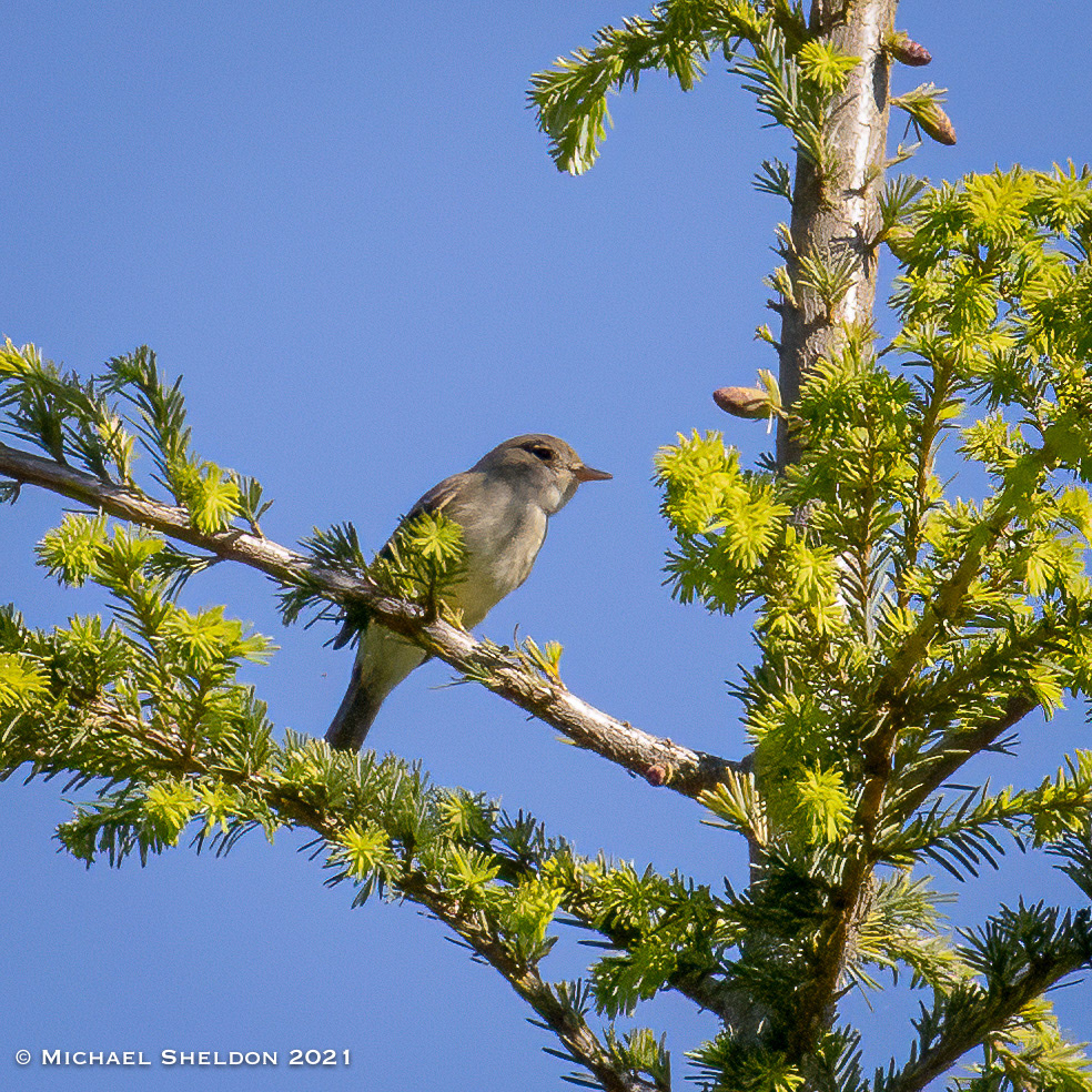 Willow Flycatcher