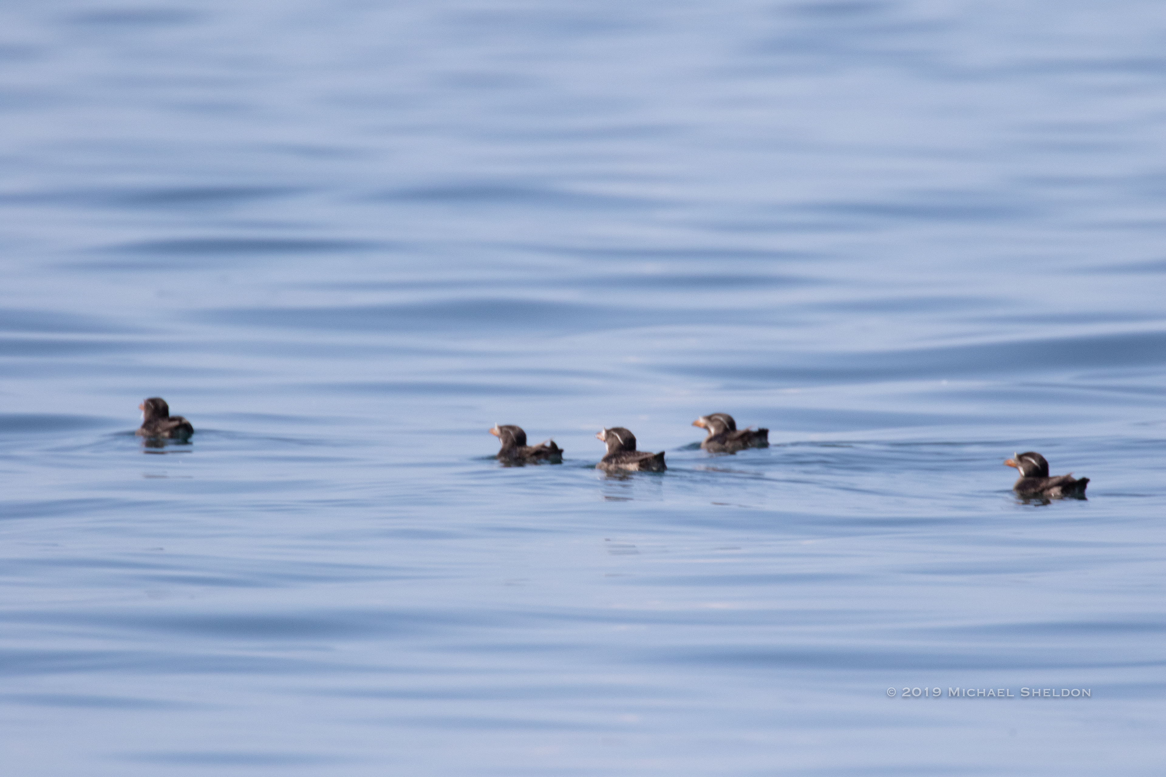 Rhinoceros Auklets--Strait of Juan de Fuca