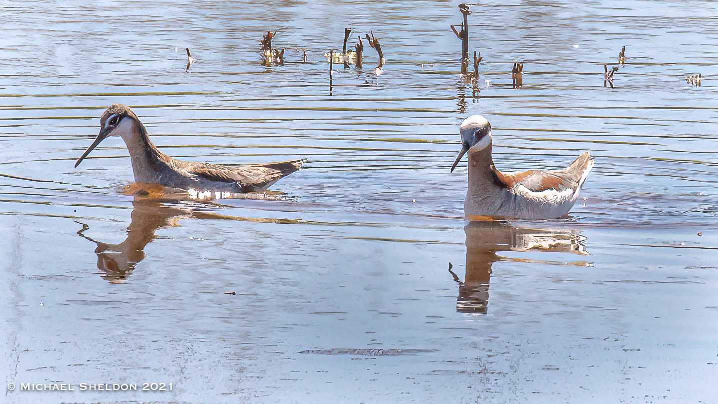 Wilson's Phalaropes