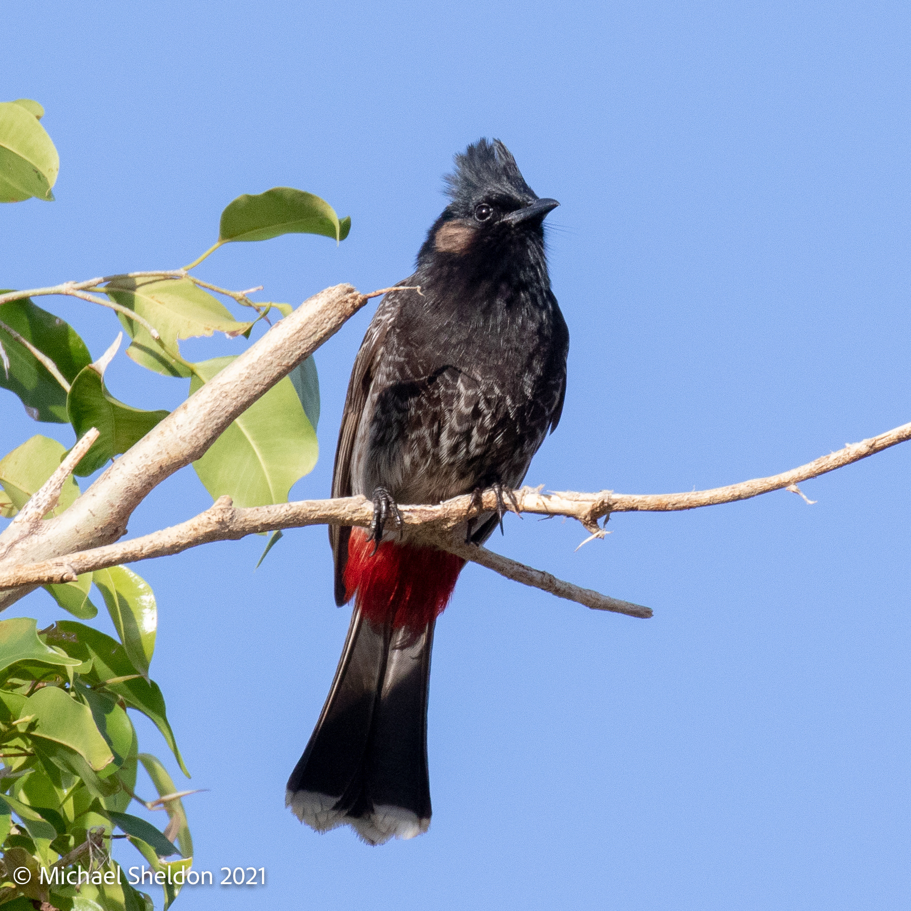 Red-vented Bulbul
