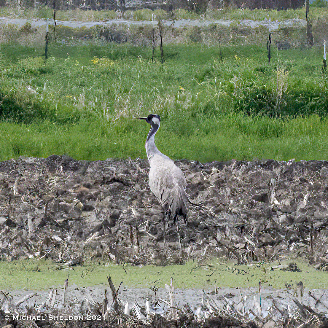 Common Crane