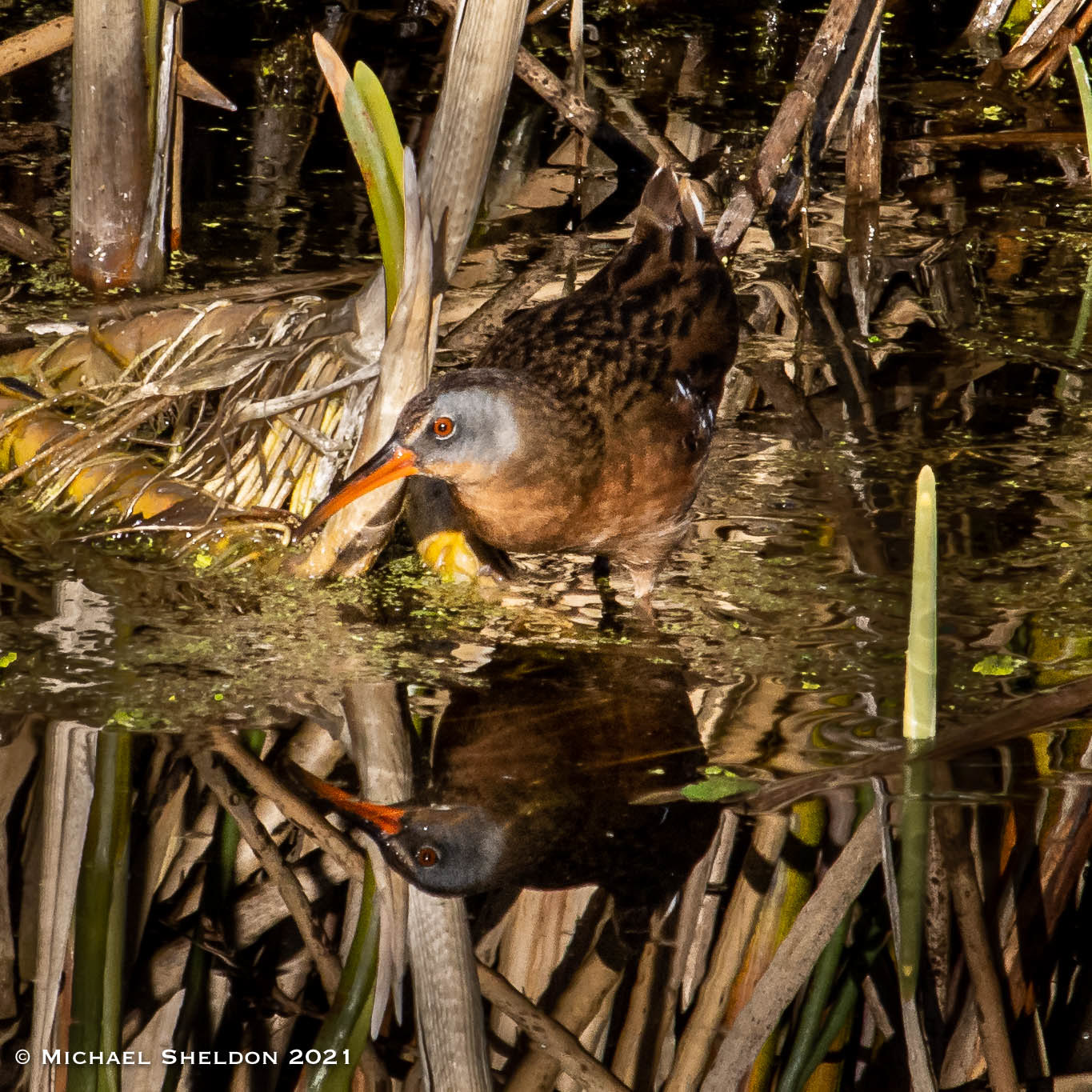 Virginia Rail