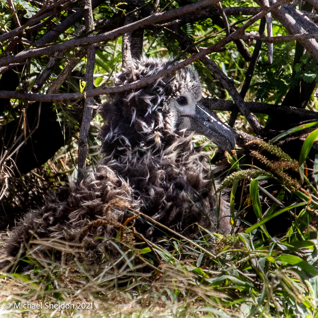 Albatross chick