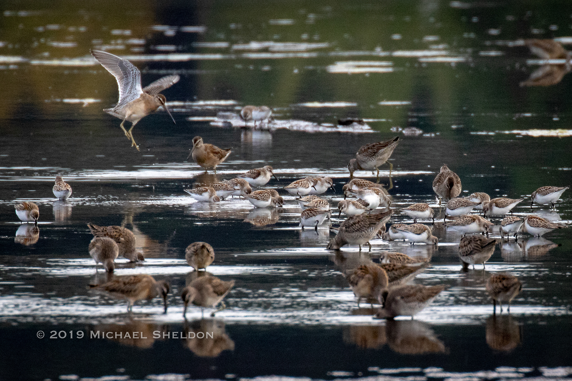 Shortbilled Dowitchers and Western Sandpipers