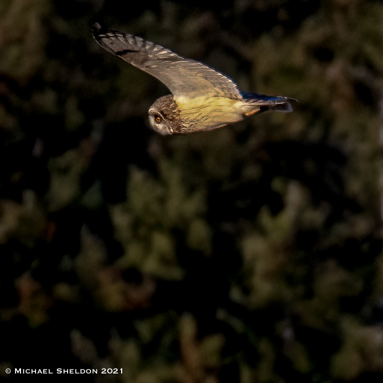 Short-eared Owl
