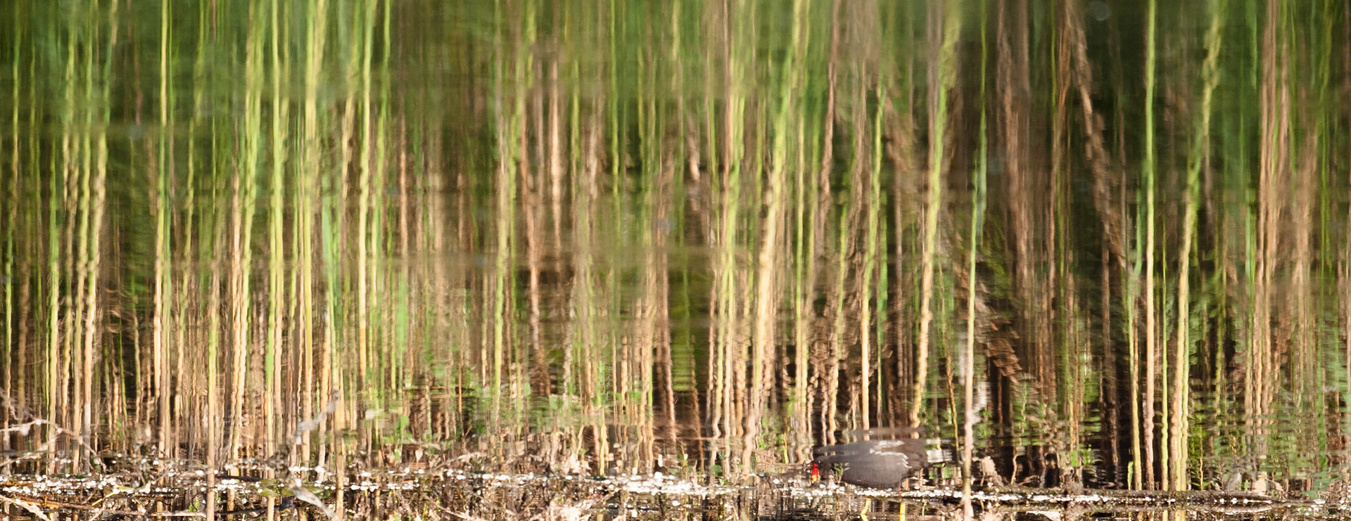 Reflection of reeds