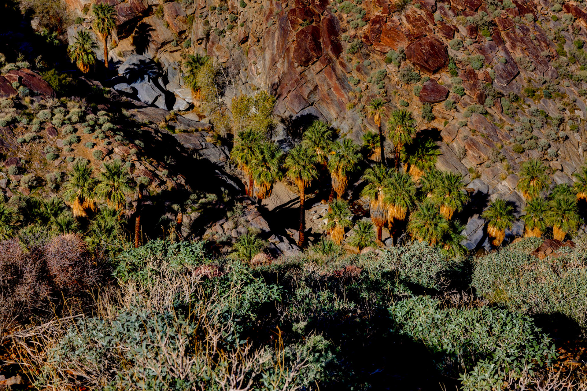 Palm Canyon Overlook
