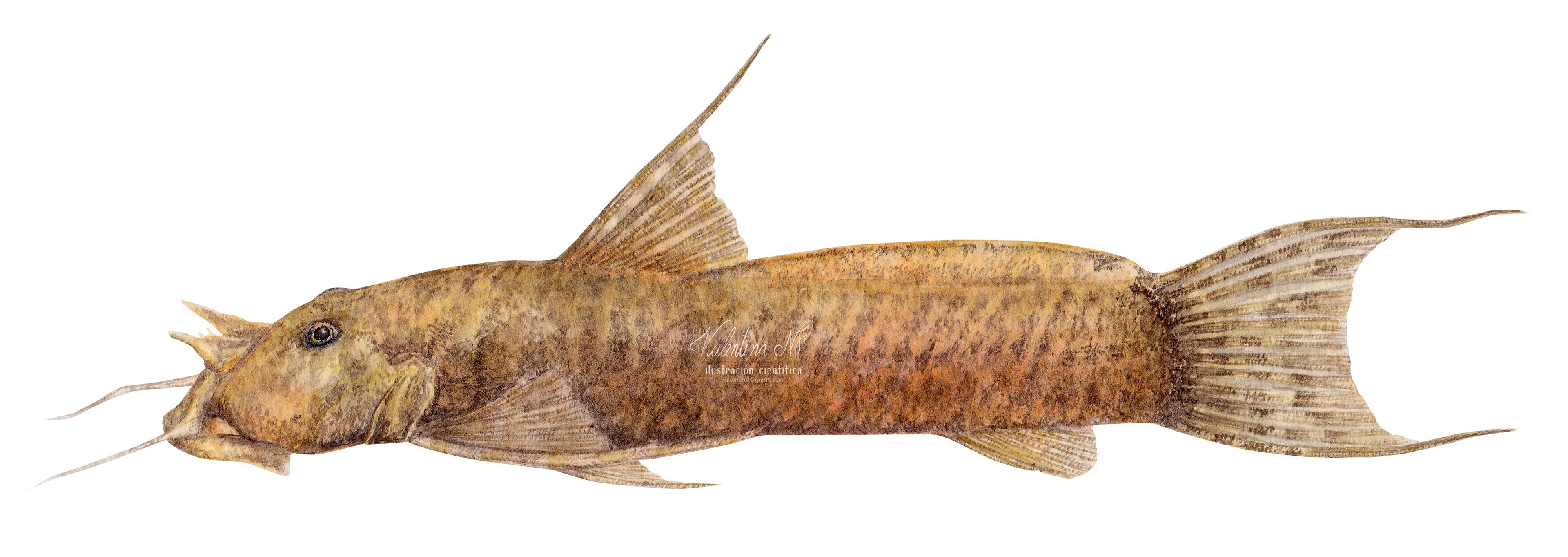 Astroblepus longifilis