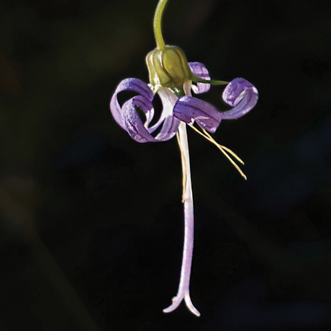 Harebell