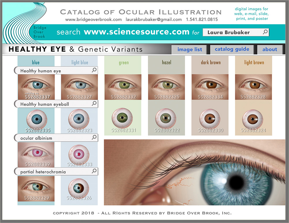 Catalog of Ocular Illustration - Healthy Eye