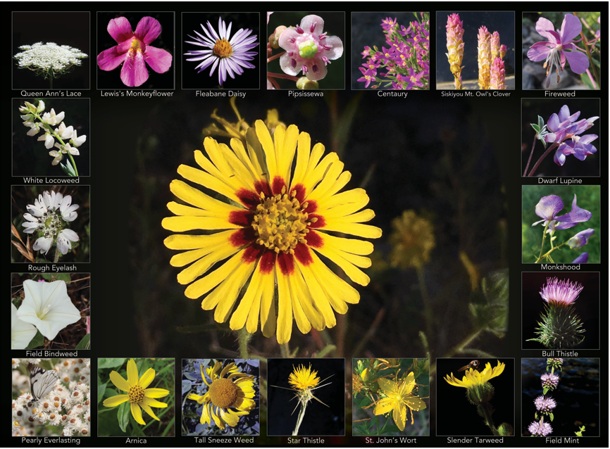 Wildflower Calendar Page