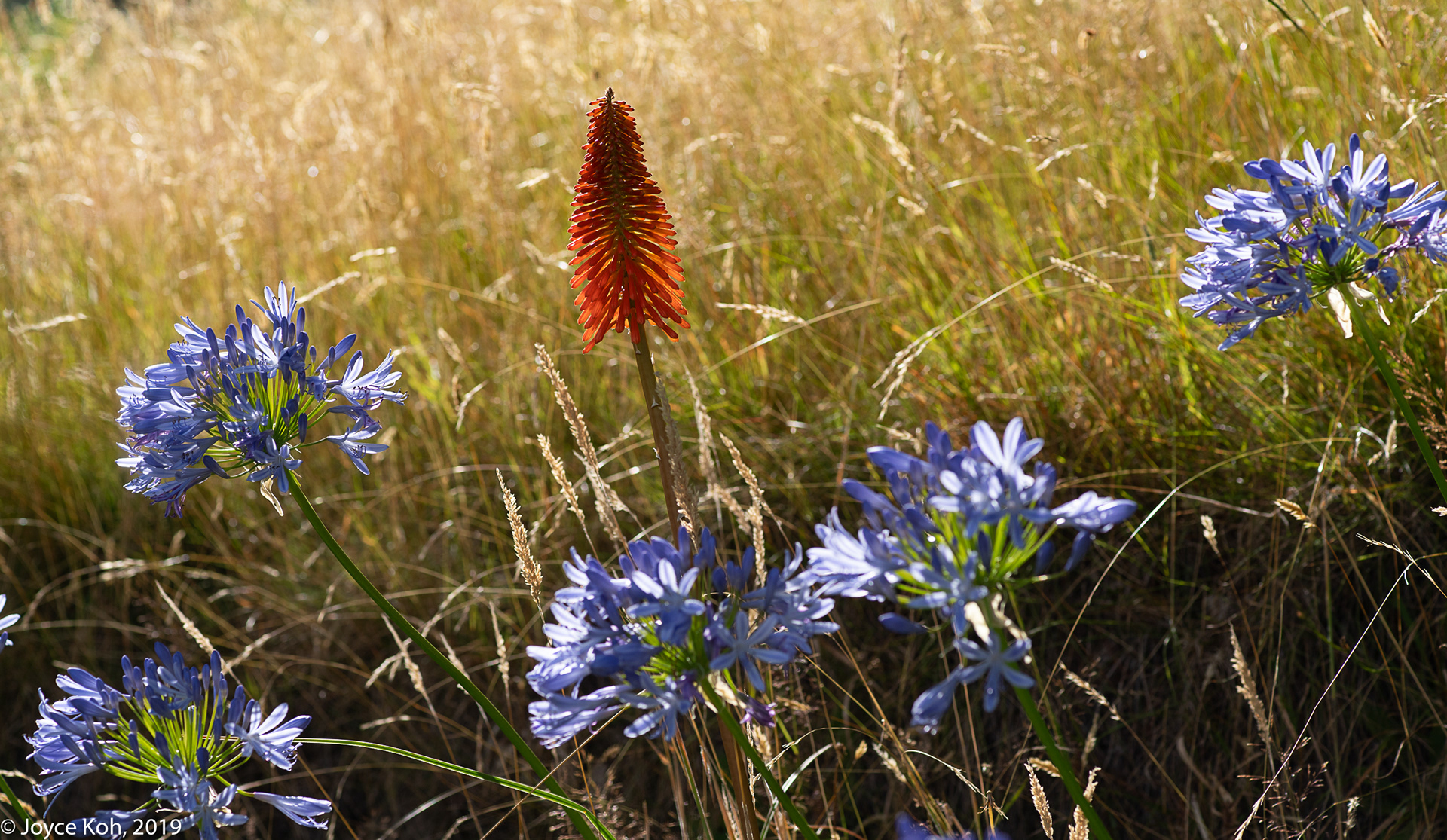 Dunedin New Zealand Photos Summer Flowers