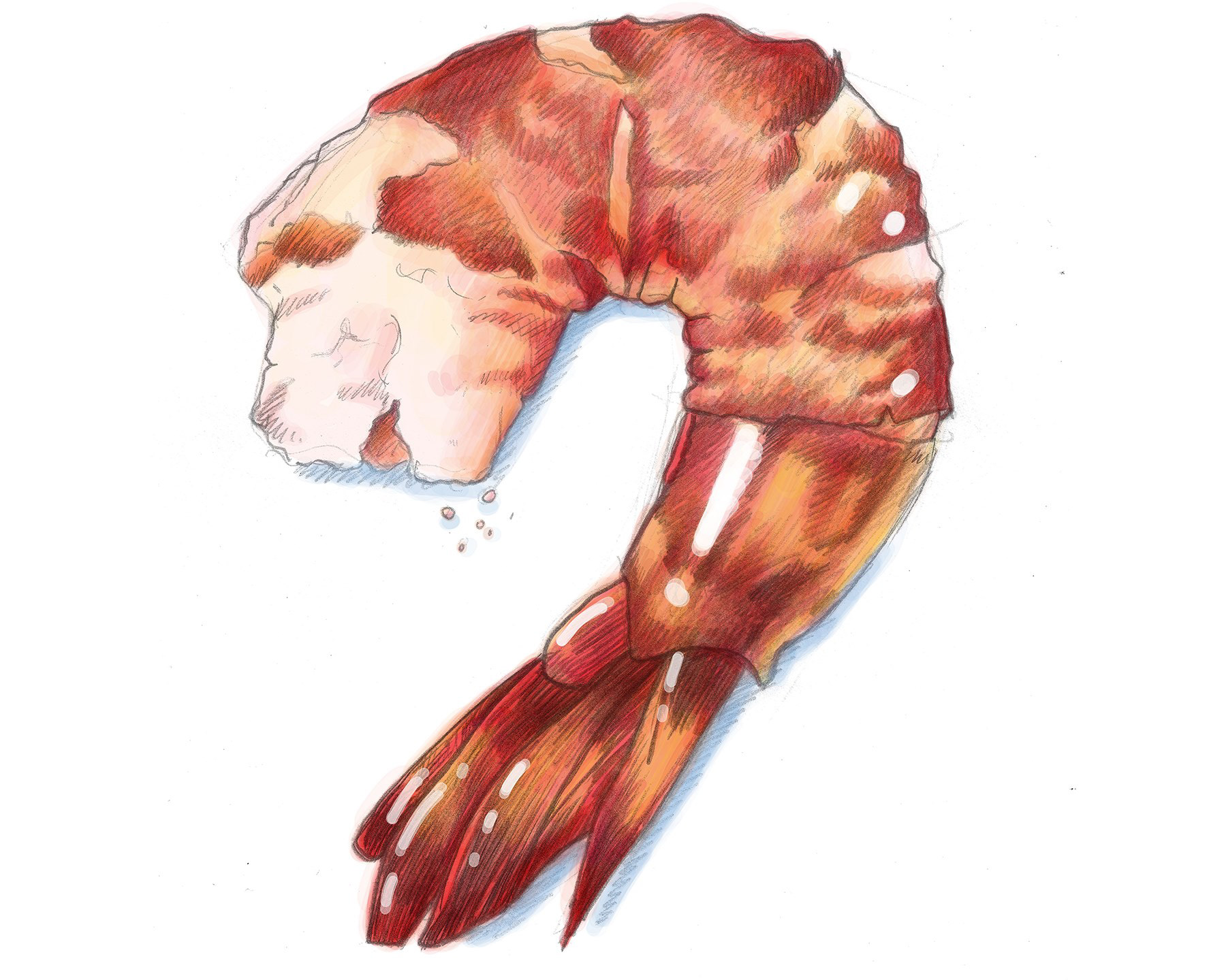 Tail-on Shrimp