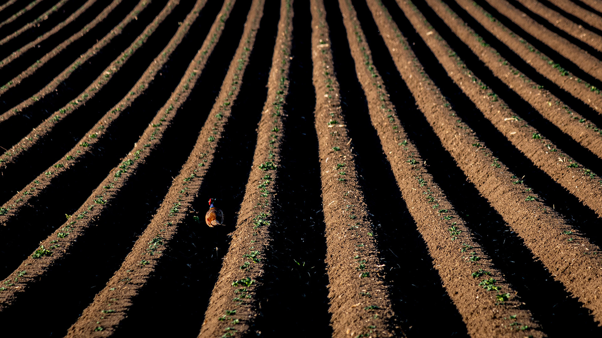 Patroling Pheasant, May 2020