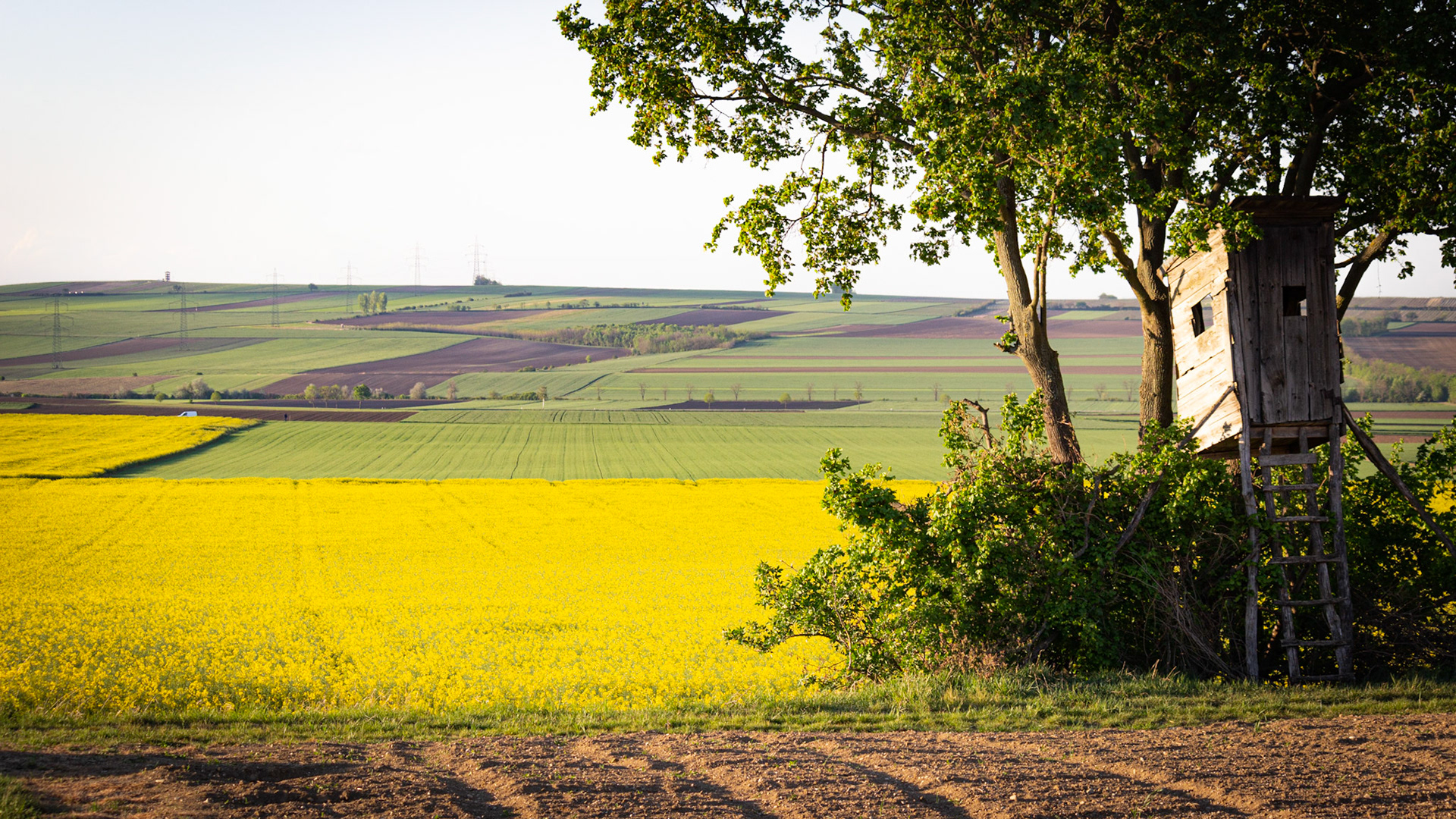 Field in bloom, May 2020
