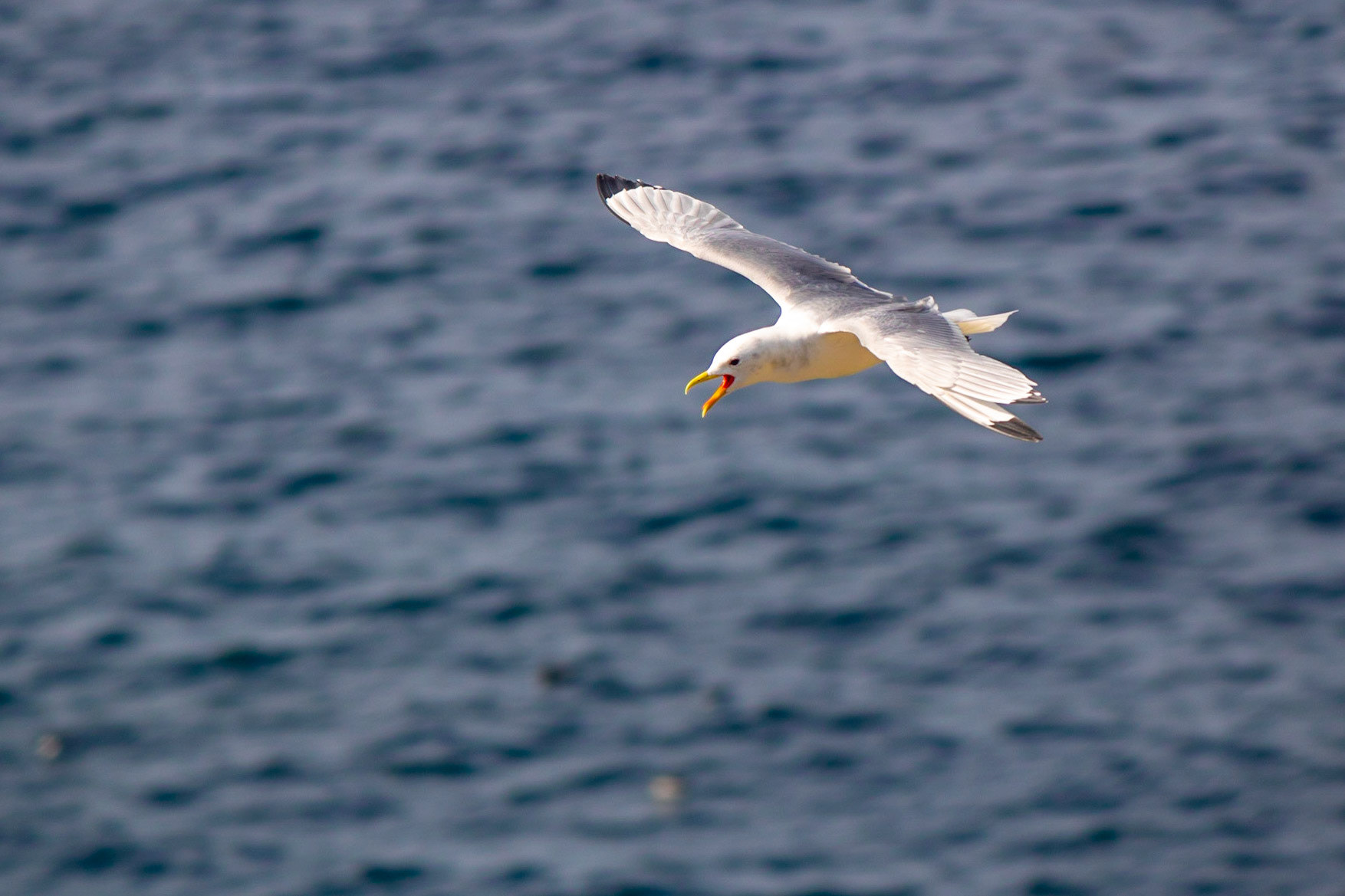 Seagull off Carrick-a-Rede rope bridge