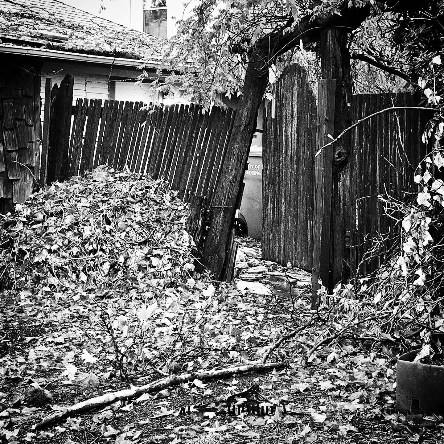 Leaves, Black and White